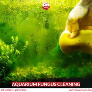 Aquarium fungus cleaning