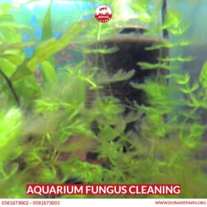 Aquarium fungus cleaning