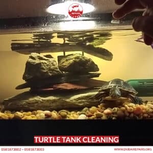 Turtle Tank Cleaning