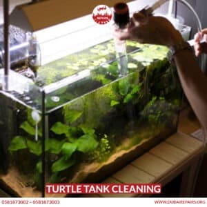 Turtle Tank Cleaning
